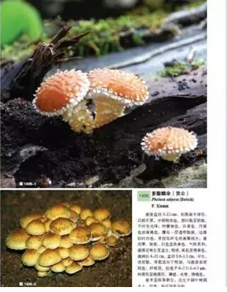 图片关键词