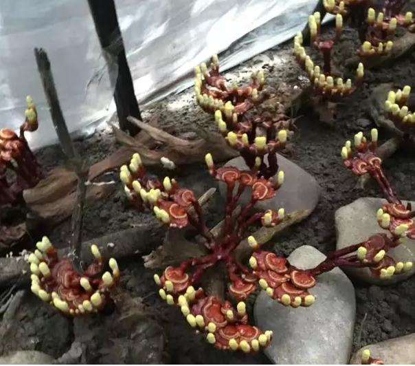 图片关键词