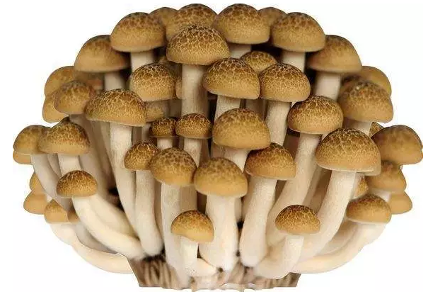 http://www.alphay.com/ewebeditor/uploadfile/20170914091421667001.png
