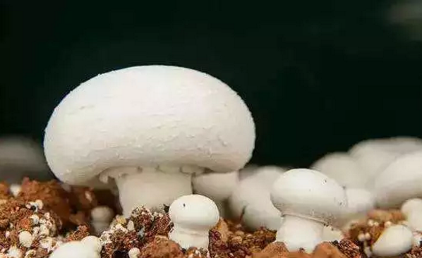 图片关键词