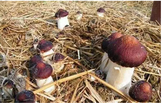 图片关键词