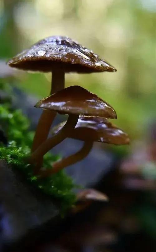 国家蘑菇地理：中国哪里的蘑菇最好吃？
