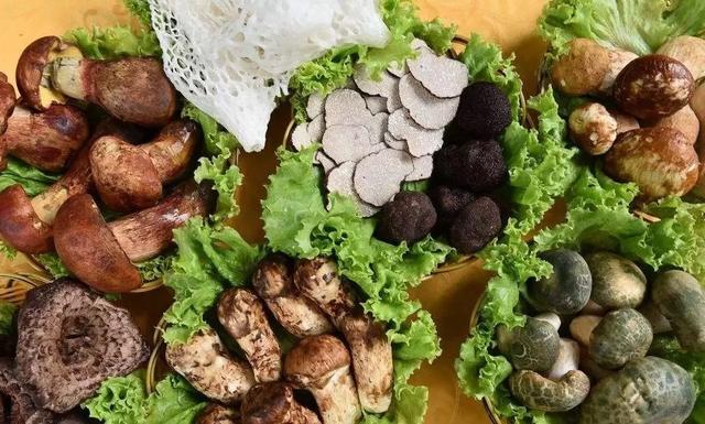 国家蘑菇地理：中国哪里的蘑菇最好吃？