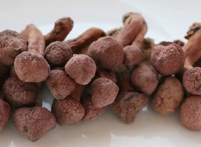 国家蘑菇地理：中国哪里的蘑菇最好吃？