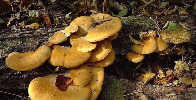 国家蘑菇地理：中国哪里的蘑菇最好吃？