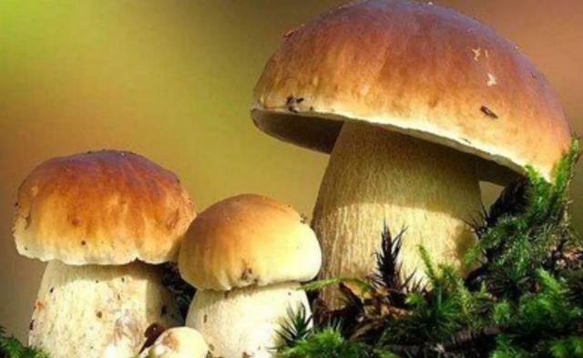 国家蘑菇地理：中国哪里的蘑菇最好吃？