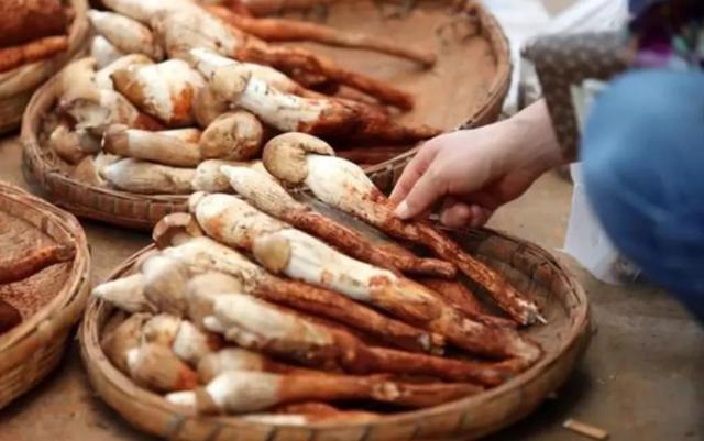 国家蘑菇地理：中国哪里的蘑菇最好吃？