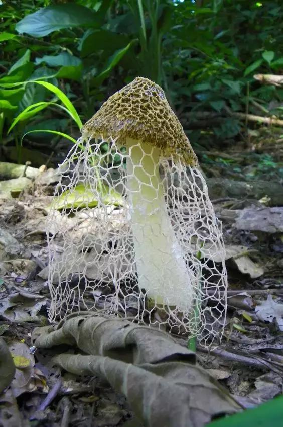 国家蘑菇地理：中国哪里的蘑菇最好吃？